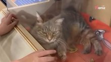 Mutter und Tochter gehen an einer Katze zur Adoption vorbei: Plötzlich sind alle Pläne durcheinander (Video)