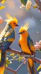 Awesome birds of the world you never seen ever