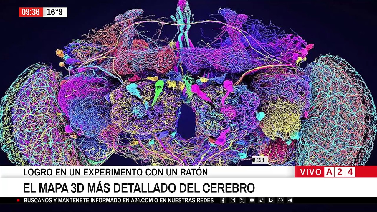 🔴 EL MAPA 3D MÁS DETALLADO DEL CEREBRO: PERMITIRÁ REVELAR SECRETOS DE LA NEUROCIENCIA