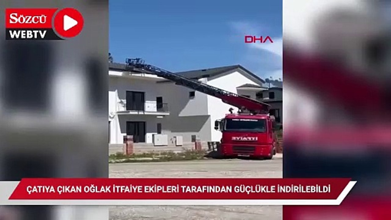 Çatıya çıkan oğlak itfaiye ekipleri tarafından güçlükle indirilebildi