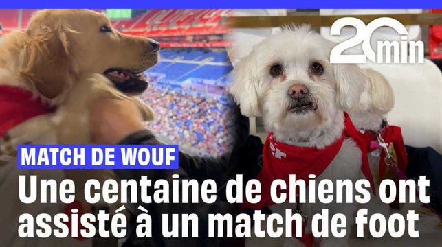 Une centaine de chiens ont assisté au match entre l'Olympique Lyonnais et le Paris FC