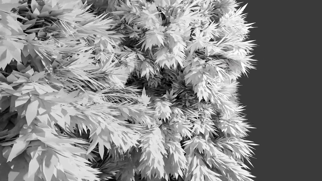No texture trees Blender test video