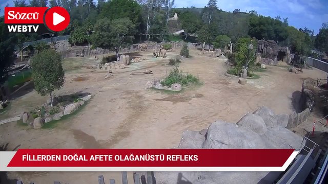 Fillerden doğal afete olağanüstü refleks: Yavruları böyle korudular