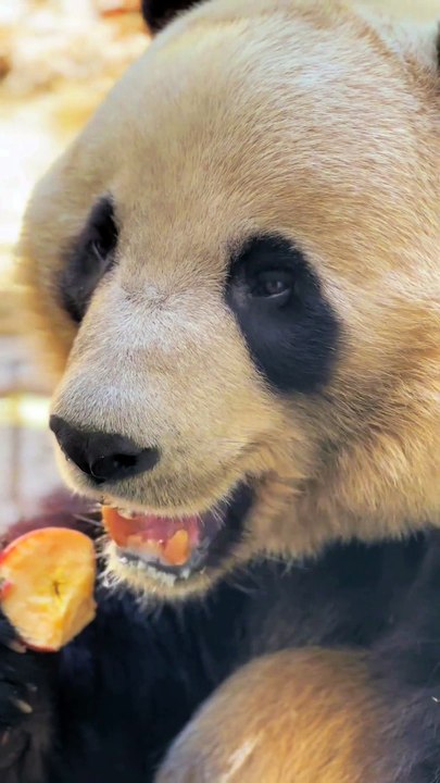 7- Meet the panda who’s all business during meal time