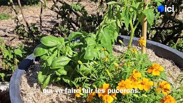 Roland Motte, jardinier : créez un potager en pot sur votre balcon
