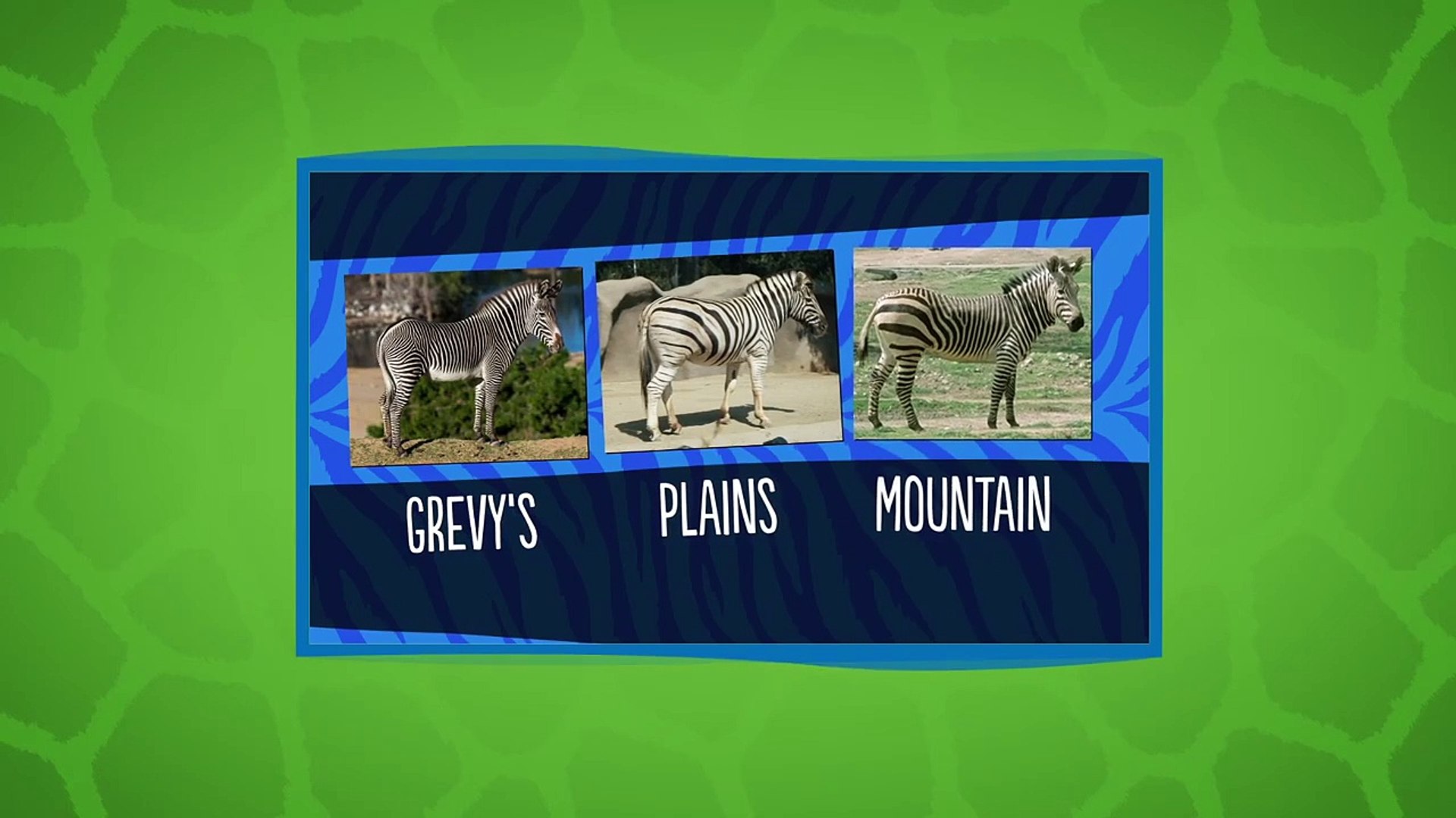 ⁣Each Species of Zebras Actually Have Very Different Personalities