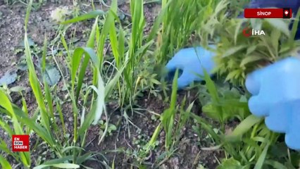 Sinop'ta bahçesinde 31 bin 265 kök kenevir ele geçen vatandaş konuştu