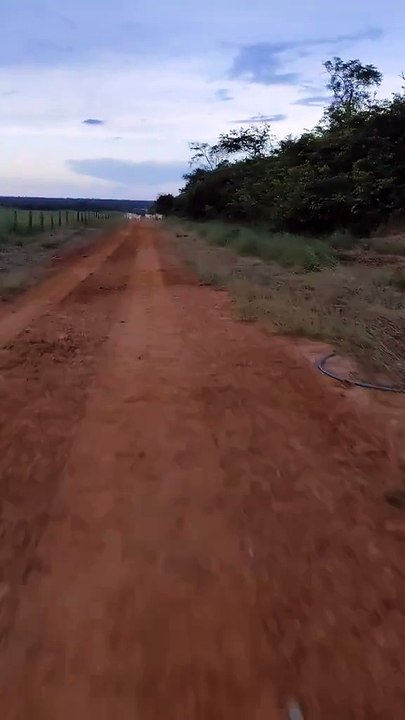 Produtor rural flagra ataque de onça a bezerro; veja vídeo  