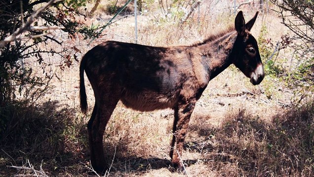 “Resiliencia”: mula que perdió una pata al caer en mina antipersonal ya puede caminar con una prótesis