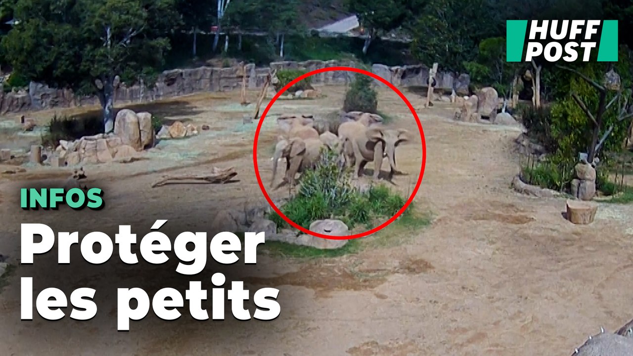 Ces éléphants ont formé un « cercle de protecti...