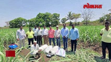 एकीकडे गांजा तस्करी रोखत होते पोलिस तर दुसरीकडे शेतकऱ्याने केली थेट गांजाची लागवड