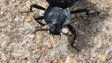Black beetle Stenocara gracilipe
