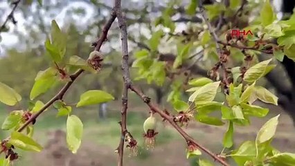Üreticiler dona karşı böyle nöbet tutuyor!