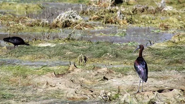 Nesli tükenme tehlikesi altındaki çeltikçi kuşu Sivas’ta görüntülendi