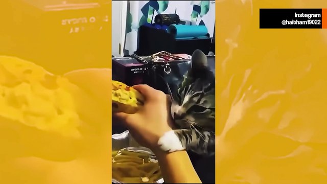 Hulvaton video esittelee aikojen ahneimmat kissat