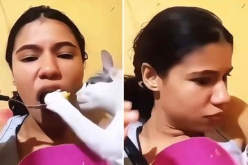 Video esilarante mostra i gatti più golosi degli ultimi tempi