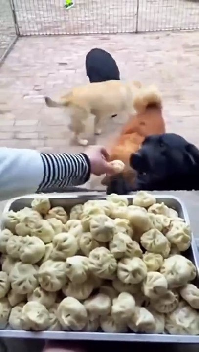 Vous n'avez jamais vu de chiots aussi craquants !