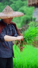 6,000 years ago, the Hemudu people domesticated rice, and more than half of the world's population eats rice.