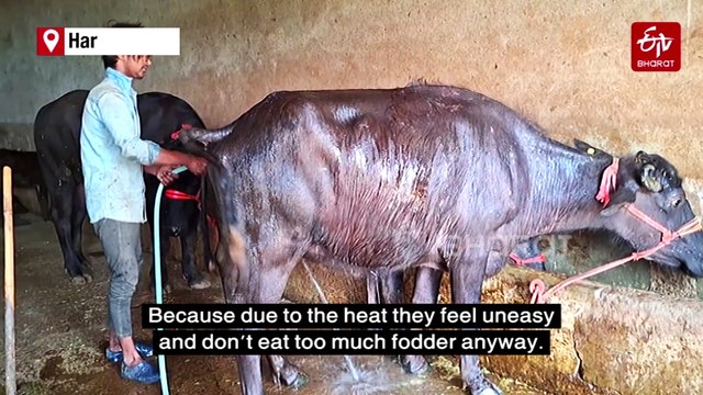 Ambala Farmers Install Fans, Coolers To Shield Cattle From Rising Heat