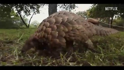 Pangolin : Kulu’s Journey ｜ Sneak Peek ｜ Netflix