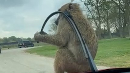 Mischievous baboon destroys car wiper during safari park trip