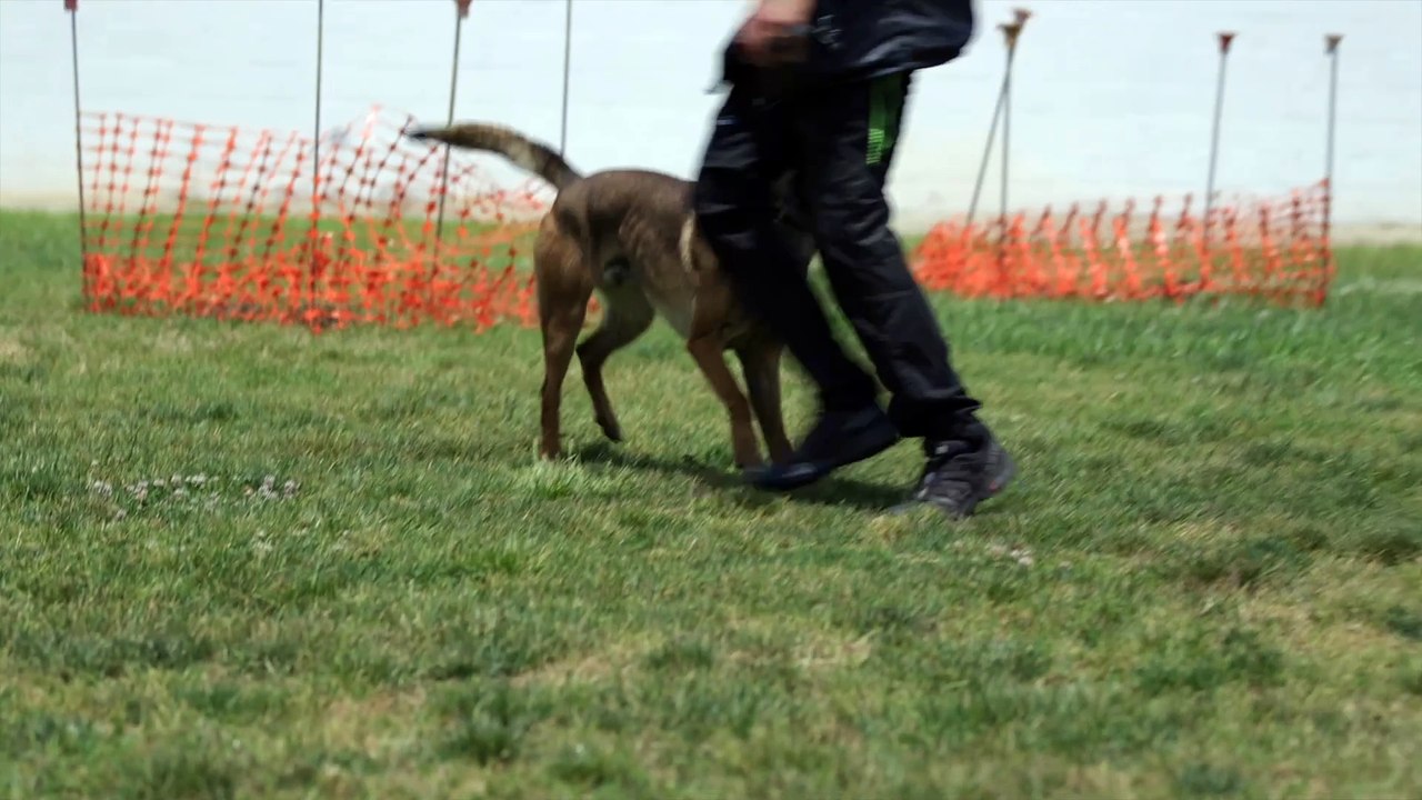 Doberman vs Belgian Malinois - Which Guard Dog is Right for You?