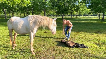Newborn Baby Horse Couldn't Stand Up At All, Until...