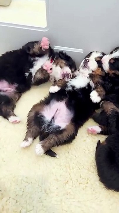 Any breed of puppy exudes tenderness