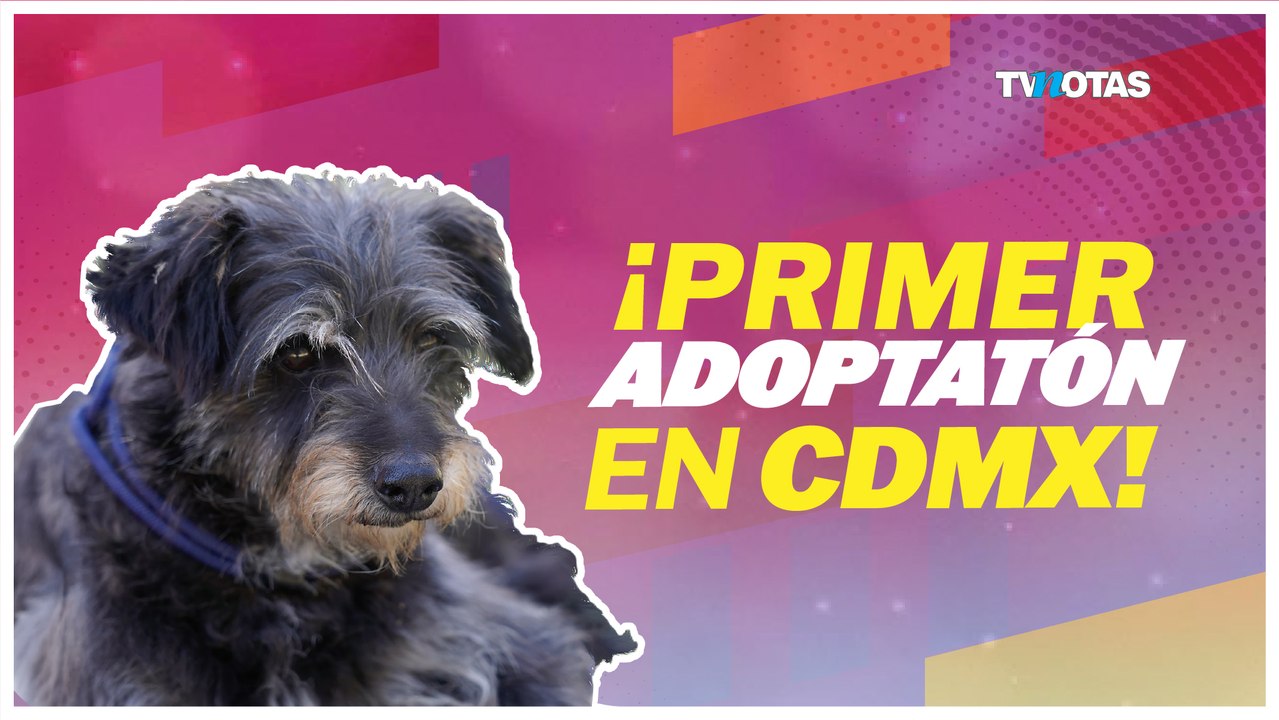 Adoptatón en CDMX
