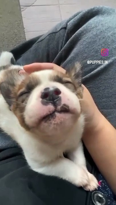 puppy meditation mode