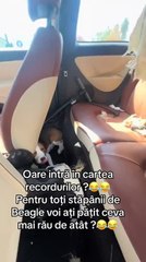 Beagle Destroys Car Roof