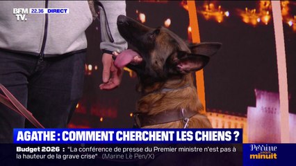 Disparition d'Agathe: comment les chiens interviennent-ils?