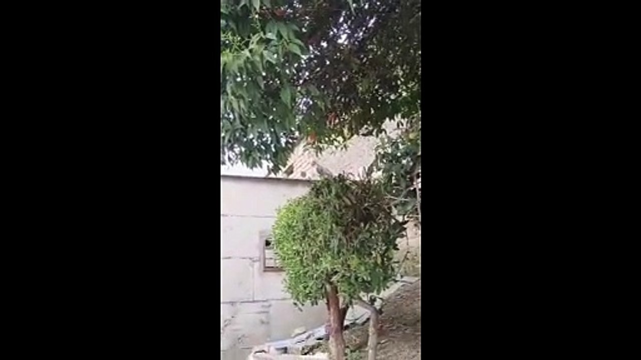Napoli - ANIMALI, DECIMATA COLONIA FELINA A MIANO: SUL POSTO CIBO SOSPETTO (15.04.25)