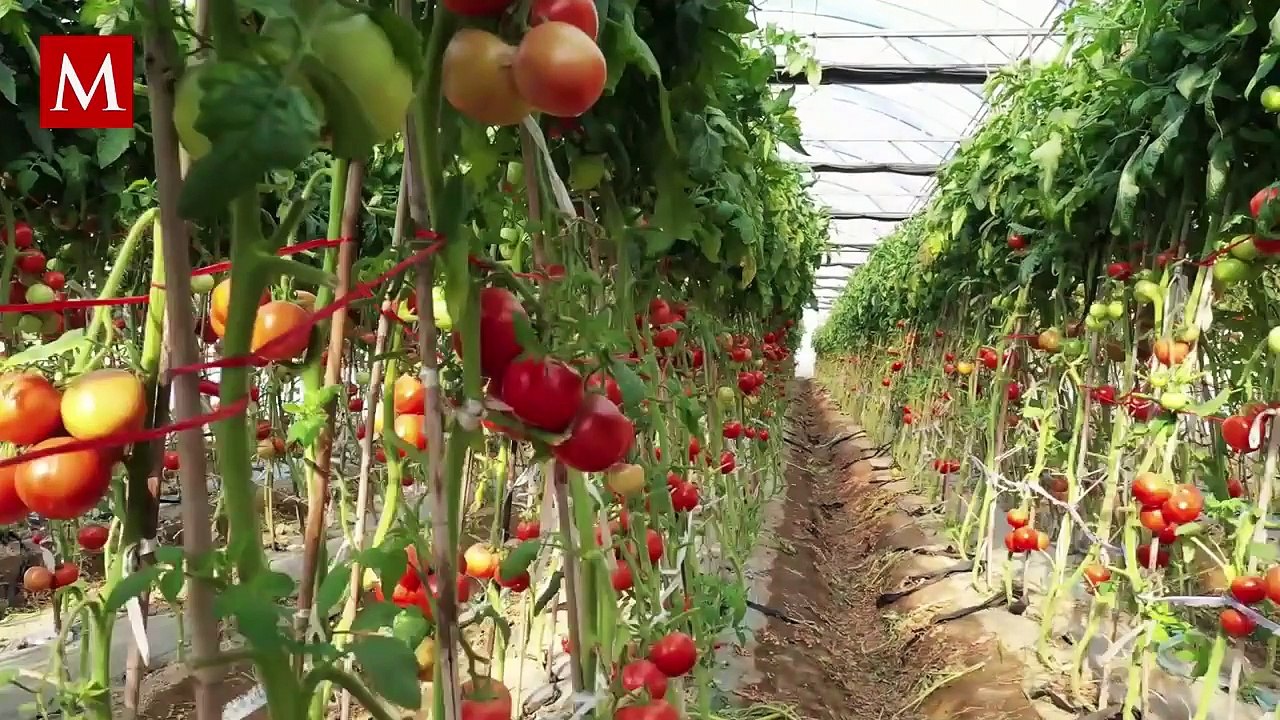 La mitad del jitomate mexicano es exportado; estos son los estados afectados por aranceles