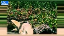 CRAZY FIGHT BEETWEN JAGUAR AND CROCODILE