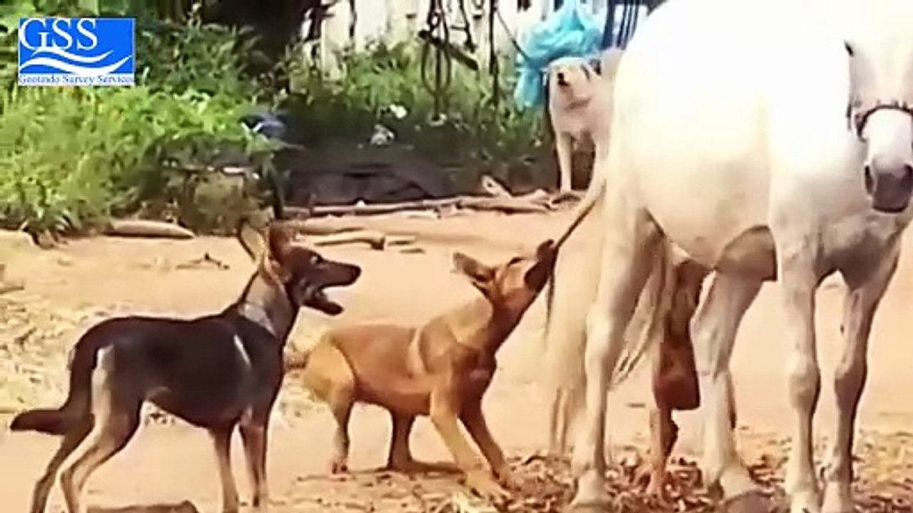 DOGS VS HORSES