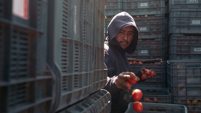 La Secretaría de Agricultura negociará con Estados Unidos el arancel a los tomates