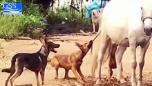DOGS VS HORSES