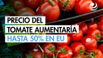 Precio del tomate mexicano aumentaría hasta 50% en EU por aranceles: GCMA