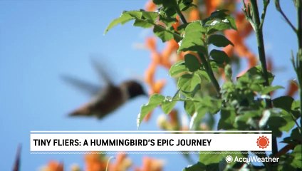 Here's how you can attract hummingbirds to your home this spring