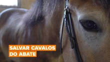 Salvar cavalos do abate