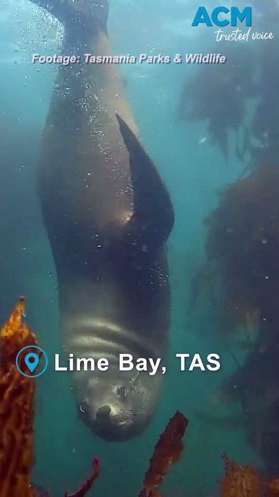 Adorable fur seals filmed frolicking off Tasman Peninsula