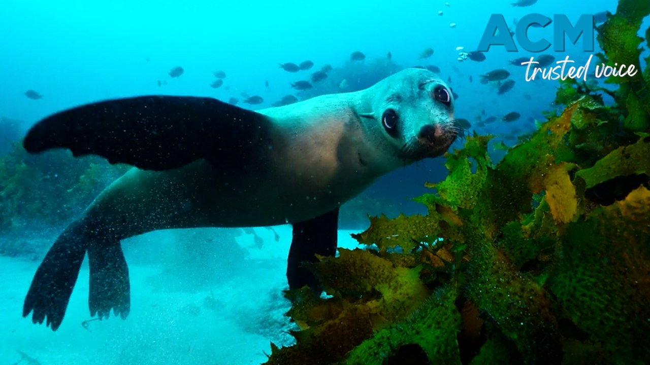 Adorable fur seals filmed frolicking off Tasman Peninsula