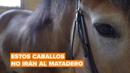 Estos caballos no irán al matadero