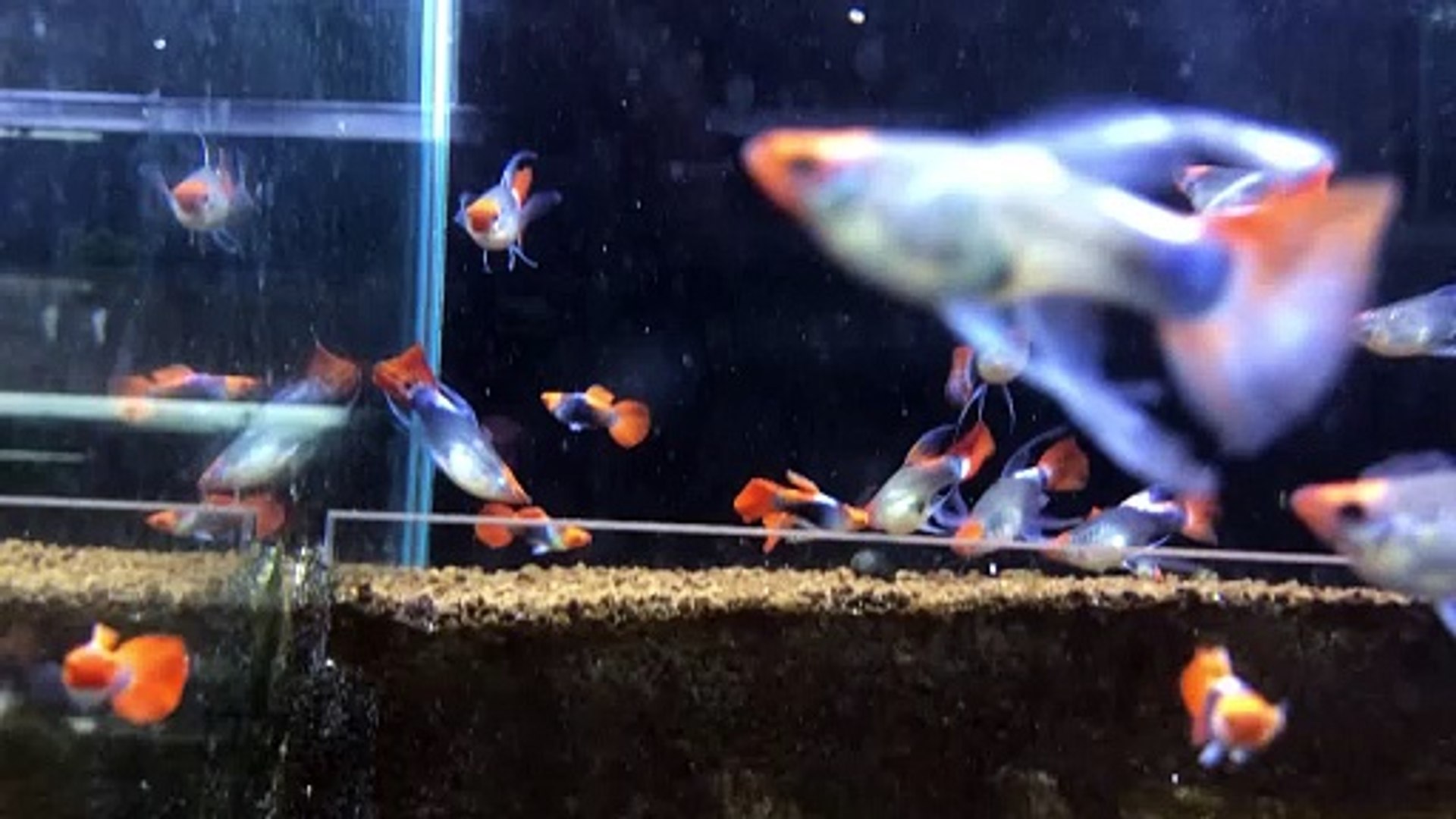 Aquarium fish