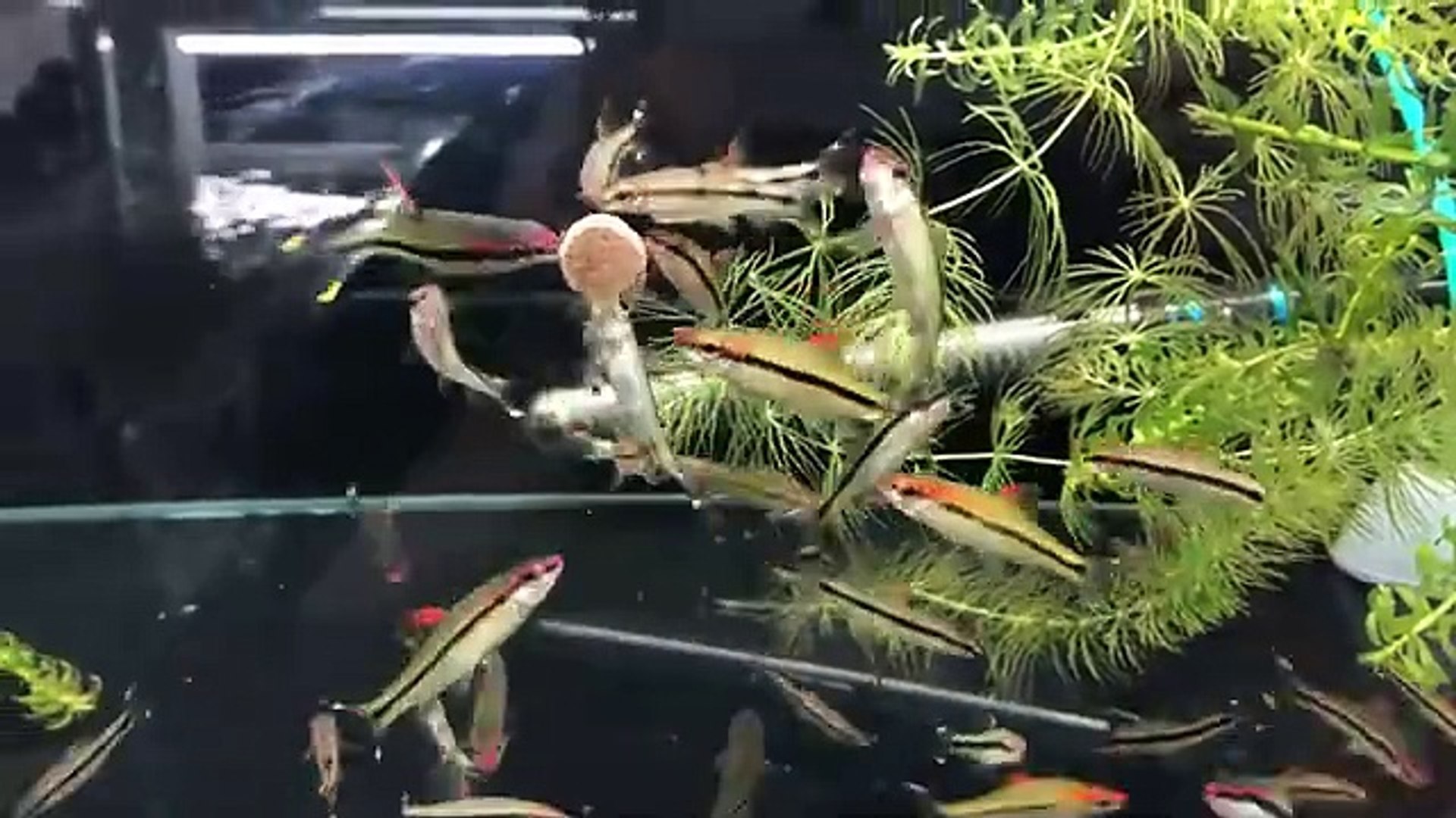⁣Aquarium fish