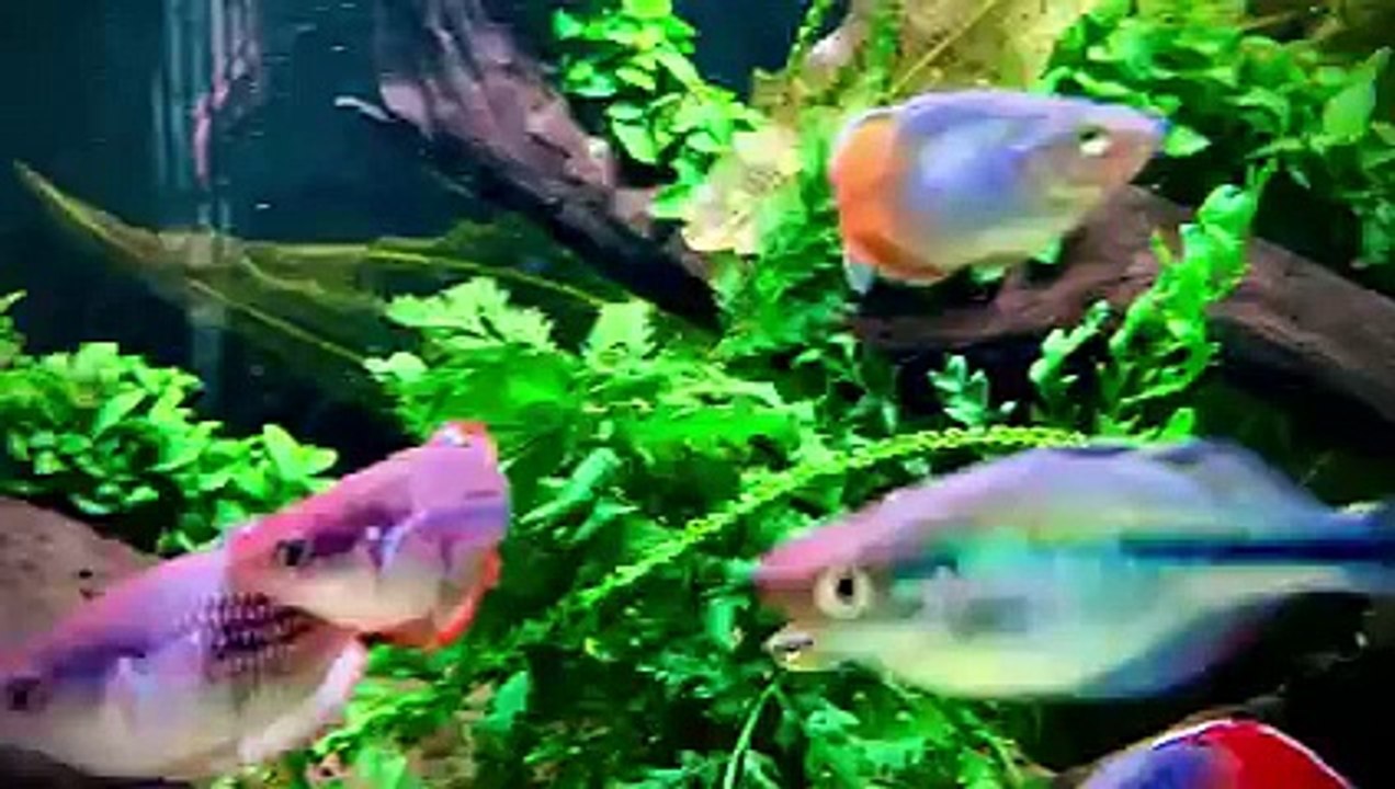 Planted aquarium 84