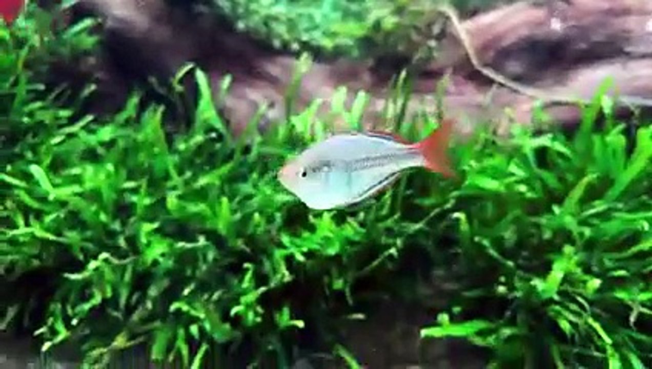Planted aquarium 75
