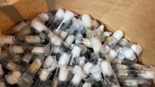 'Ant gang' to be sentenced for smuggling live insects out of Kenya