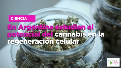 En Argentina estudian el potencial del cannabis en la regeneración celular